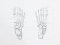 Foot bones pencil drawing Royalty Free Stock Photo