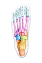 Foot bones superior or dorsal view labeled with colors with body 3D rendering illustration isolated on white with copy space. Royalty Free Stock Photo