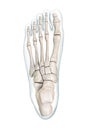 Foot bones superior or top view with body contours 3D rendering illustration isolated on white with copy space. Human skeleton or Royalty Free Stock Photo