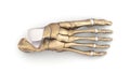 Foot bones top view Royalty Free Stock Photo