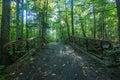 Foot bridge in a dense forest. Royalty Free Stock Photo