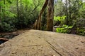 Foot bridge in the Smokies