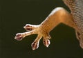 Foot of the Cape Dwarf Gecko 13020