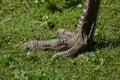 Foot of emu (Dromaius novaehollandiae). Royalty Free Stock Photo