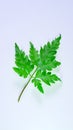 Foot fern, Plantae, Pteridophyta, green, colorful, clear, on white background, isolated