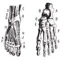 Foot, Fig 1. Muscles, Fig 2. Skeleton, vintage engraving