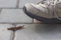 A foot in gray sneaker almost treading a slug.