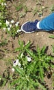Foot on the ground with pansies and dandelion leaves Royalty Free Stock Photo