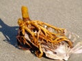 Foot of holdfast of giant kelp fixed to scallop shell