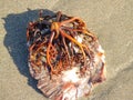 Foot of holdfast of giant kelp fixed to scallop shell