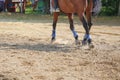 Foot of horse running on the sand. Close up of legs galloping