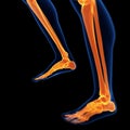 The foot and leg bones Royalty Free Stock Photo