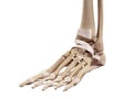 The foot ligaments Royalty Free Stock Photo