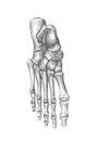 foot, man's anatomy
