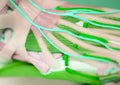 Foot medical anatomy model