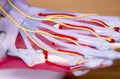 Foot medical anatomy model