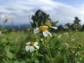 Small flowers on Mount Ungaran Royalty Free Stock Photo