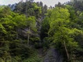 The foot of the mountain covered with deciduous and coniferous trees and herbs, bushes and moss