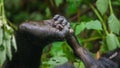 A foot of mountain gorillas. Close-up. Uganda. Bwindi Impenetrable Forest National Park. Royalty Free Stock Photo