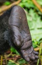 A foot of mountain gorillas. Close-up. Uganda. Bwindi Impenetrable Forest National Park. Royalty Free Stock Photo