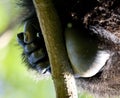 A foot of mountain gorillas. Close-up. Uganda. Bwindi Impenetrable Forest National Park. Royalty Free Stock Photo