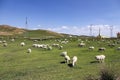 At the foot of the mountain is a green prairie where sheep are grazing Royalty Free Stock Photo