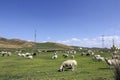 At the foot of the mountain is a green prairie where sheep are grazing Royalty Free Stock Photo