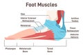 Foot muscles and tendons. Anatomy of leg and foot, human Royalty Free Stock Photo