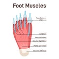 Foot muscles and tendons. Anatomy of leg and foot, human Royalty Free Stock Photo