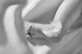 Foot of a newborn closeup and a white feather. Black and white photo Royalty Free Stock Photo