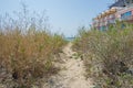 Foot path on the beach, dried grass on the side, summertime nature, outdoors, trail leading to the sea Royalty Free Stock Photo