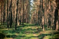 Foot Path Through Dense Forest Royalty Free Stock Photo