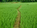 A narrow foot path leads across a fresh and vivid green rice field in northern Thailand