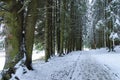 Foot path through the fir trees