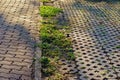 Foot path with grass Royalty Free Stock Photo