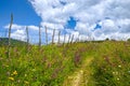 Foot path on pasture near fence