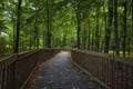 Foot path trail along the Natchez Trace Parkway, Mississippi Royalty Free Stock Photo