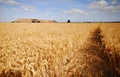 A foot path through a wheat fi