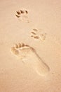 Foot and paw prints on beach