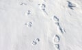 Foot and paw prints in the snow Royalty Free Stock Photo