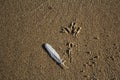 Foot print of bird in sand Royalty Free Stock Photo