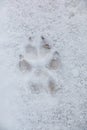 Foot print of a dog or a wolf on the white snow