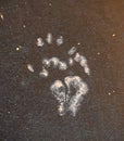 Foot Print of a Monkey - Monkey Paw Royalty Free Stock Photo