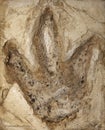 Foot print fossil Royalty Free Stock Photo