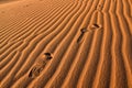 Foot Print in Sahara Desert Royalty Free Stock Photo