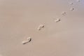 Foot print in sand of beach Royalty Free Stock Photo