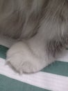 Foot print whitw cat Royalty Free Stock Photo