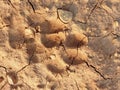 Foot prints of dog on cracked mud Royalty Free Stock Photo
