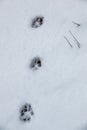 Foot prints of a dog or a wolf on the white snow