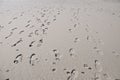 Foot Prints Galore Royalty Free Stock Photo